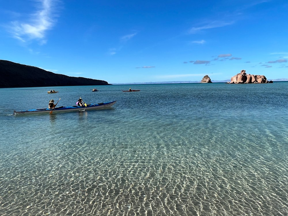 Whales in Baja waters Mexico